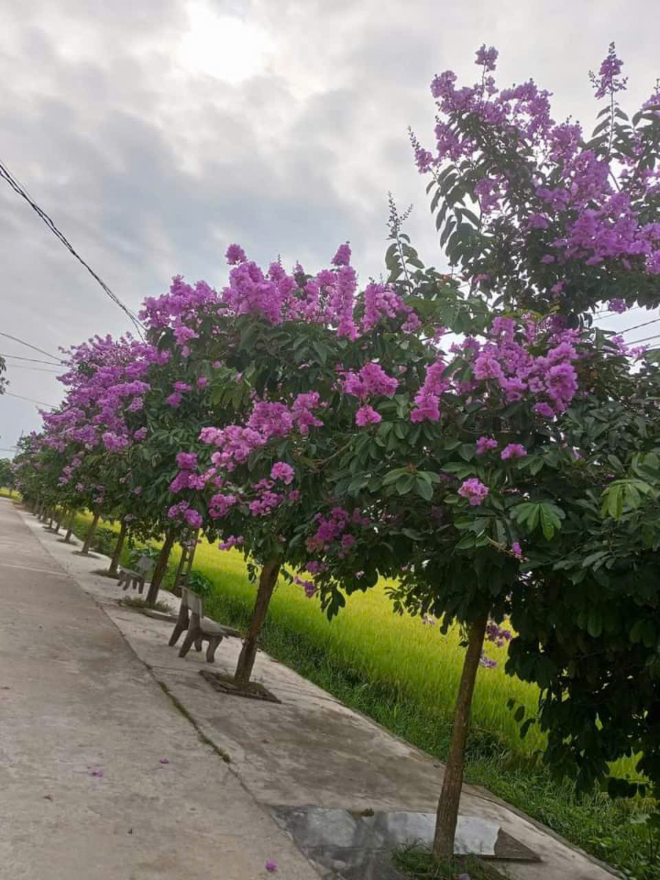 hoa bàng lăng